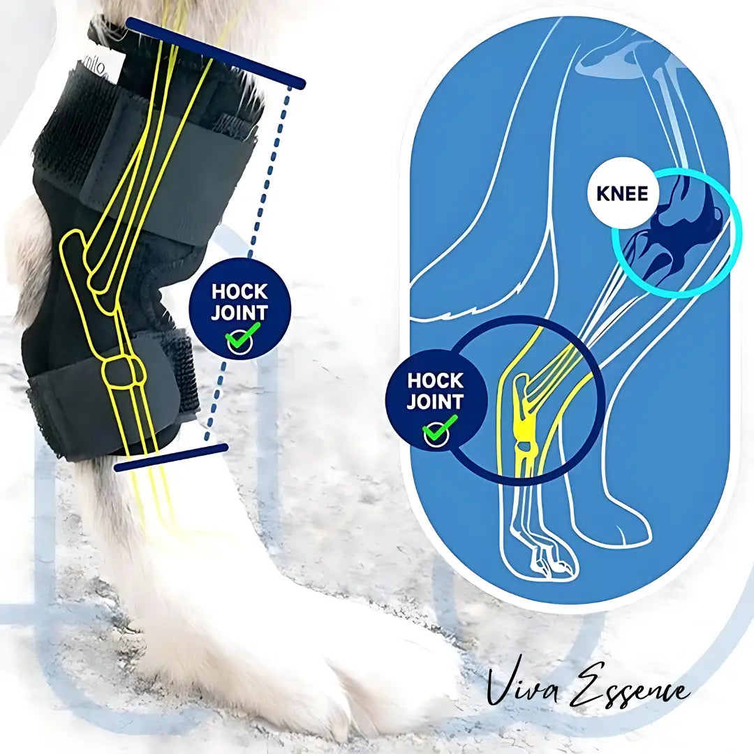 Dog hock support brace fitted around the lower rear leg for supervised routine use - vivaessencepet