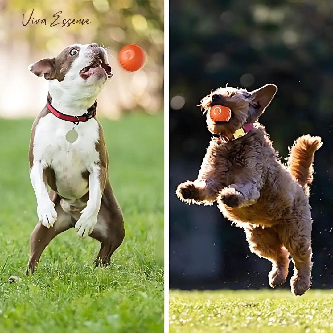 Self-rolling interactive ball navigating around furniture during indoor play - vivaessencepet