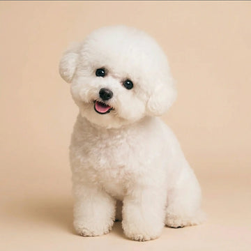 Elaine, a four-year-old Bichon Frise and Viva Essence Pet model, resting in a soft indoor setting