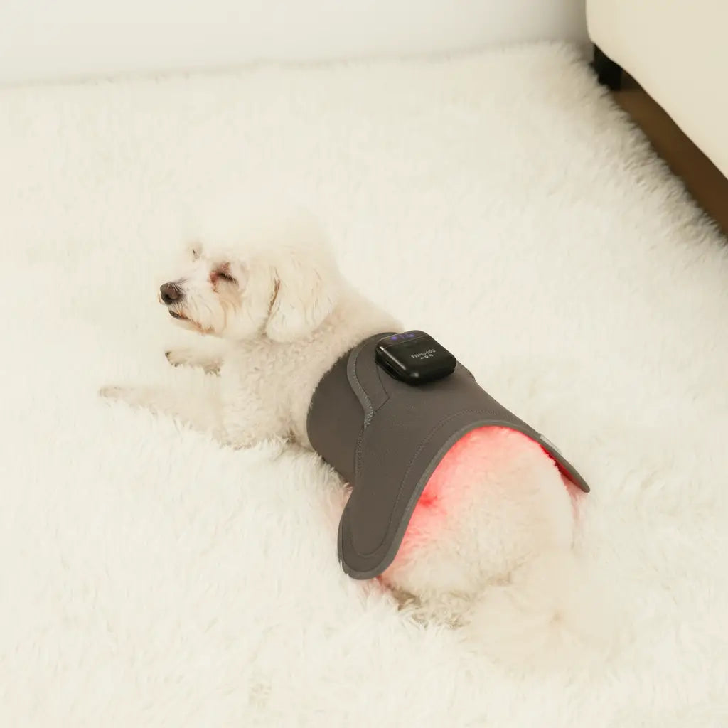 Soothing Red Light Pet Wrap for Joint Support - -Viva Essence Pet
