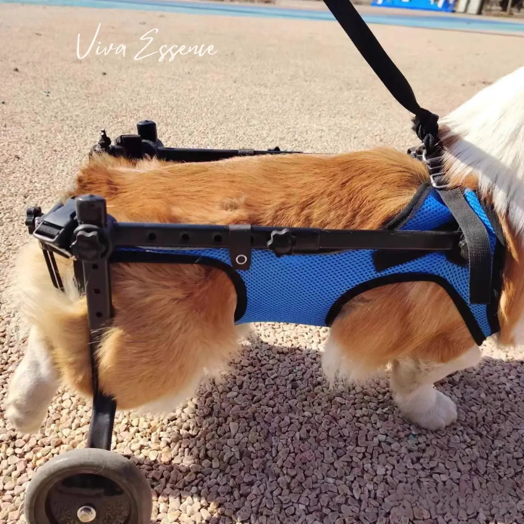 Small dog fitted in a rear-support mobility cart for supervised daily movement - vivaessencepet