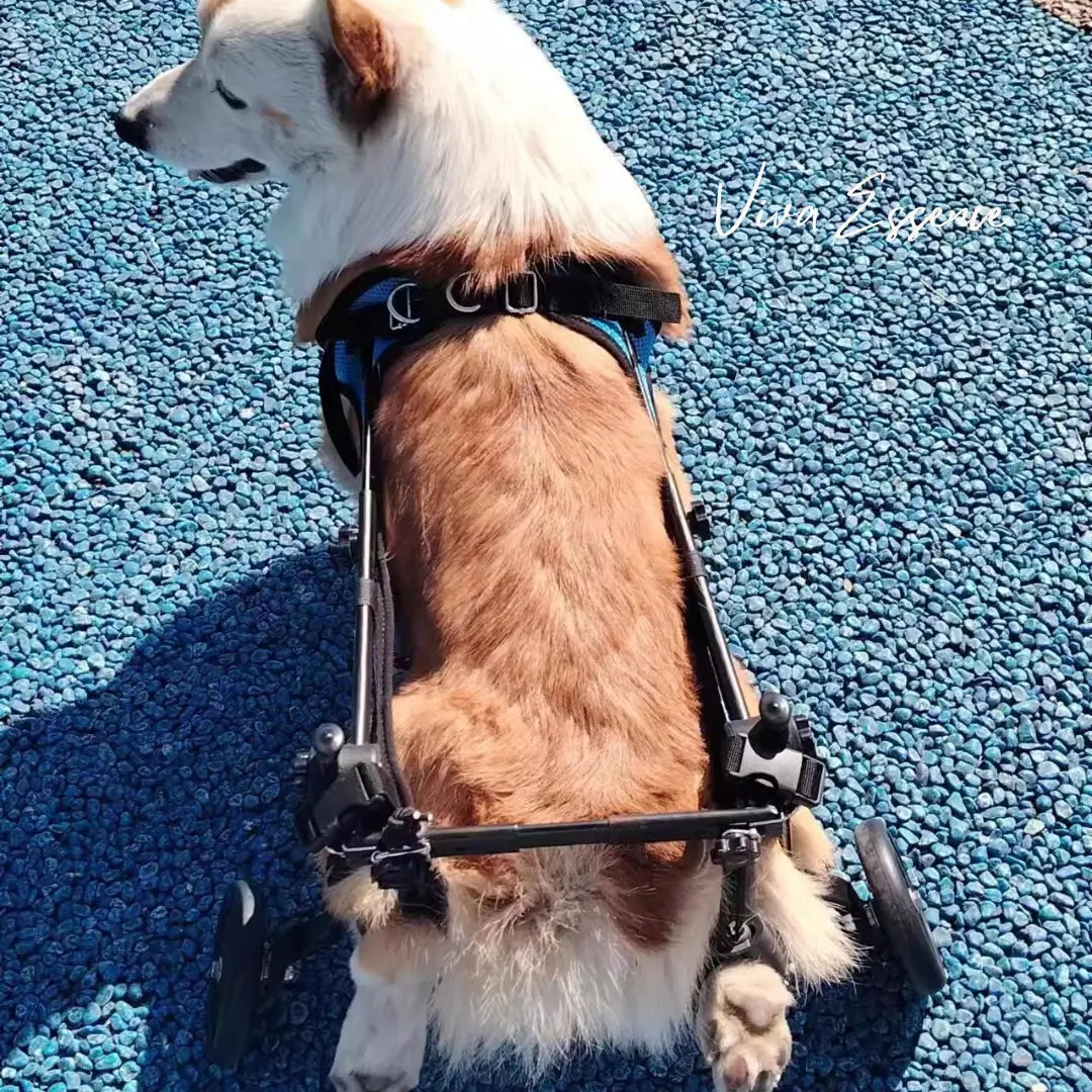 Dog wheelchair frame detail showing measurement-led fit structure - vivaessencepet