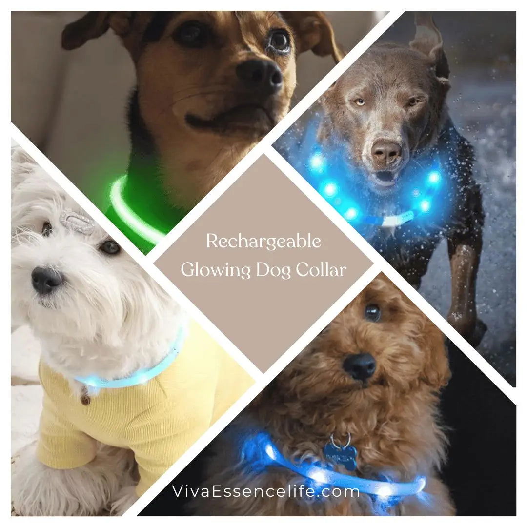 Illuminated pet collar shining brightly on a dog during a dark evening outdoor walk - vivaessencepet