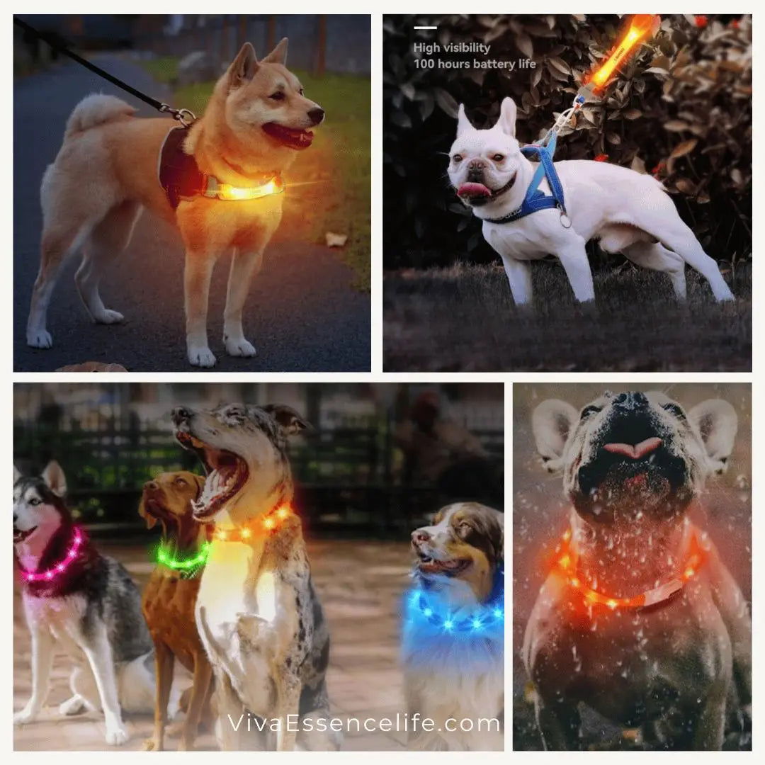 Water-resistant pet safety light collar handling rain and damp grass with durable silicone - vivaessencepet