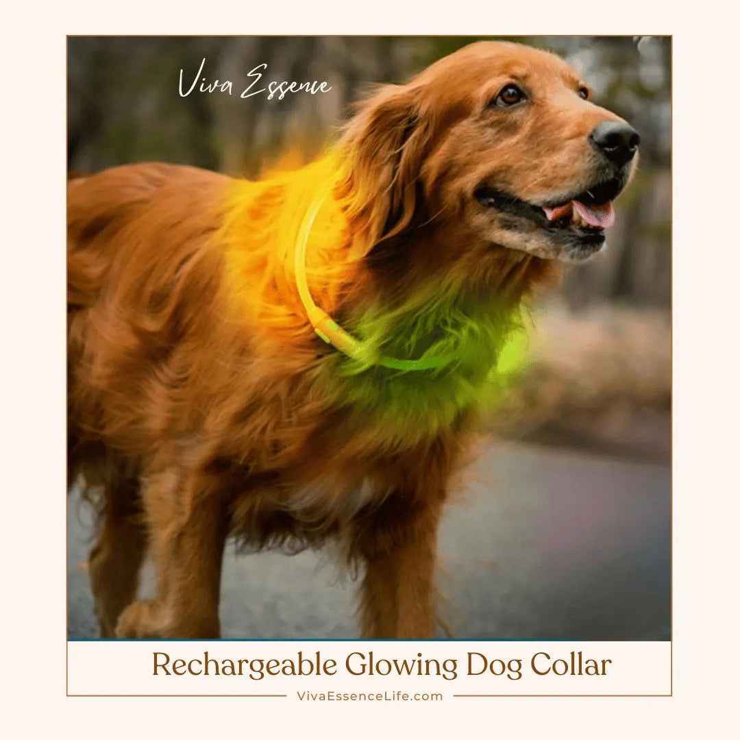 Rechargeable Glowing Dog Collar - Viva Essence