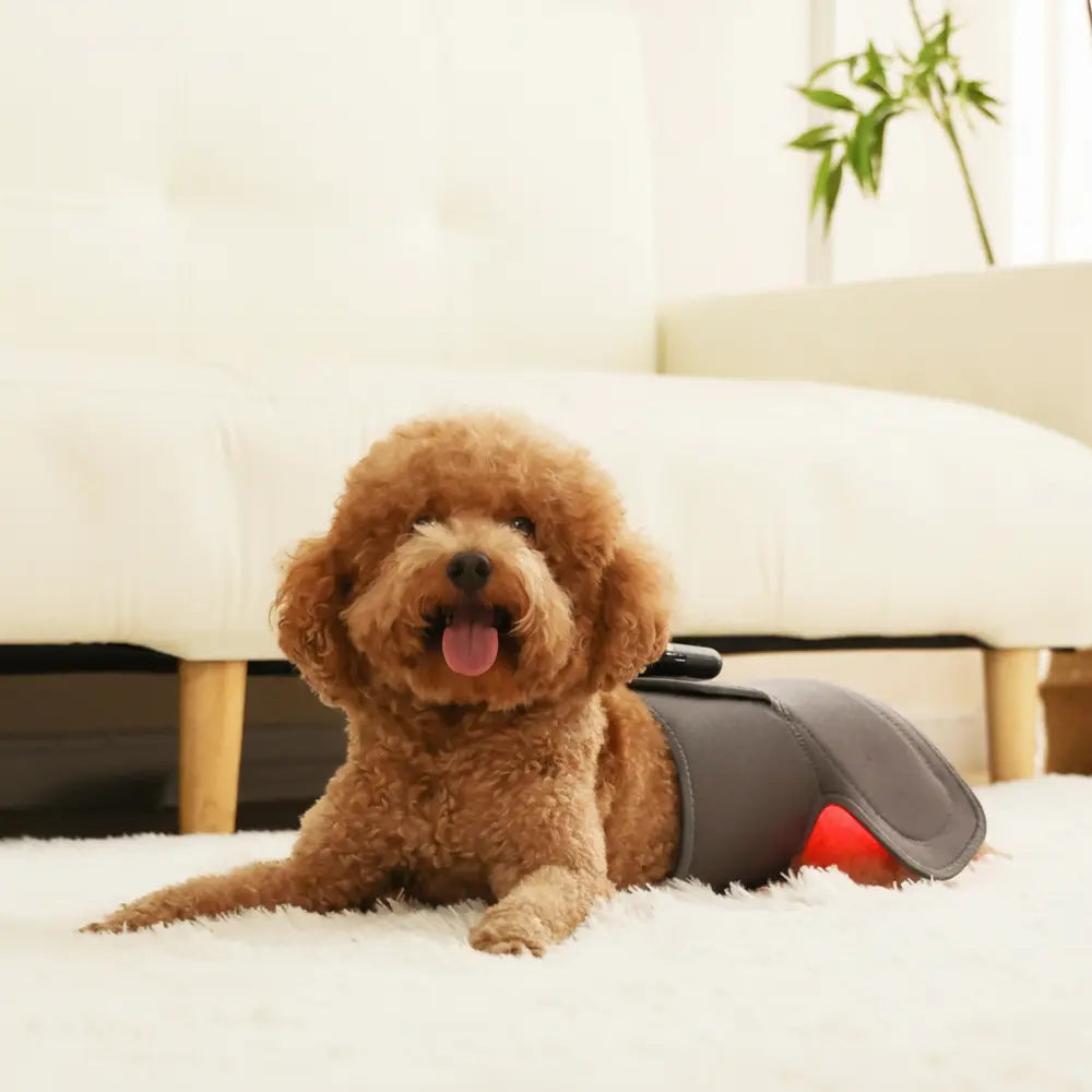 Soothing Red Light Pet Wrap for Joint Support - -Viva Essence Pet
