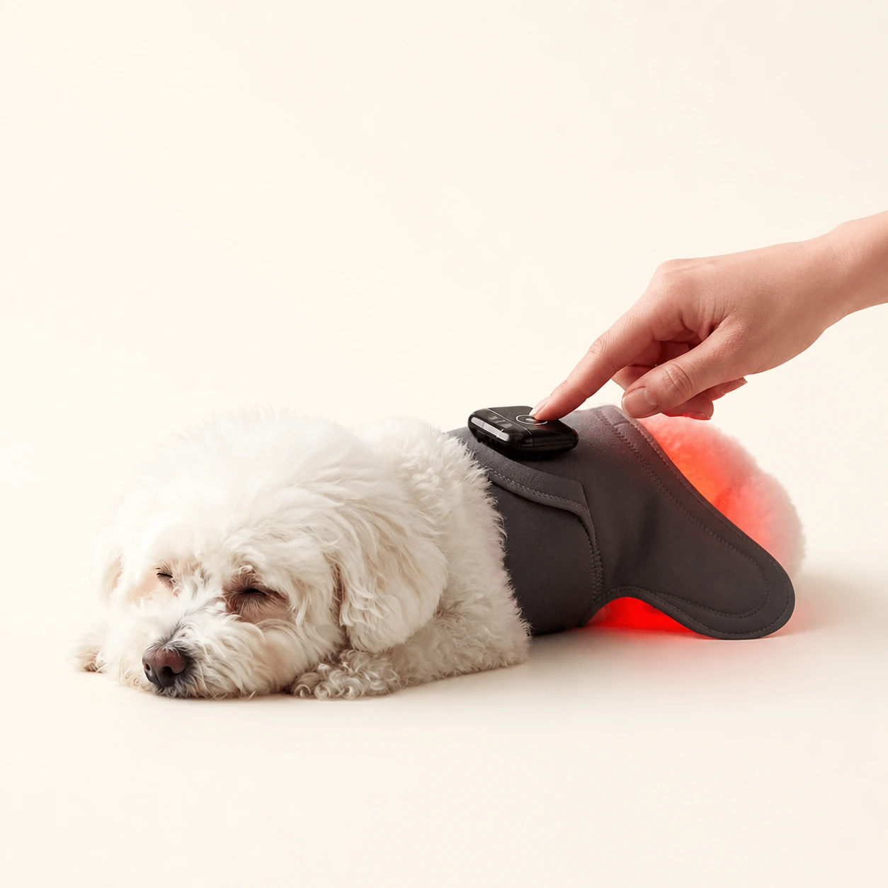 Small white dog resting while wearing the LumaWrap red light pet wrap