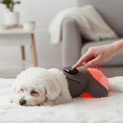 Dog wearing the soothing red light pet wrap at home for joint support and daily mobility - vivaessencepet