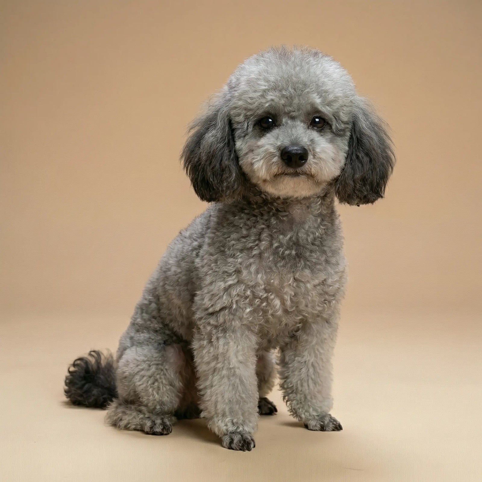 Jack, a two-year-old Toy Poodle and Viva Essence Pet model, standing near a sofa at home