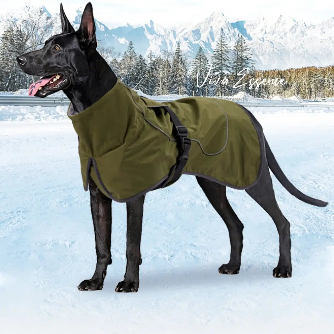 High-visibility reflective dog vest illuminated at night for safe winter dog walking - vivaessencepet