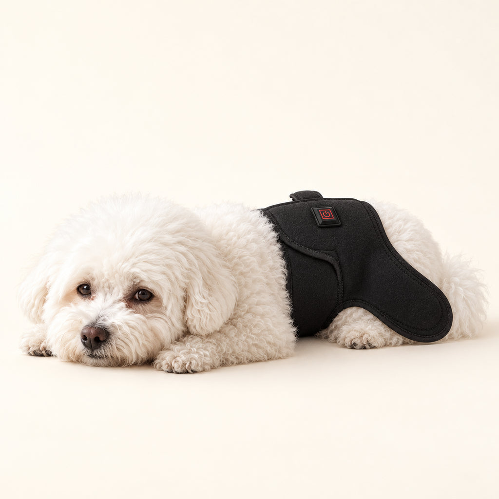 Small white dog wearing the LumaWrap red light pet wrap