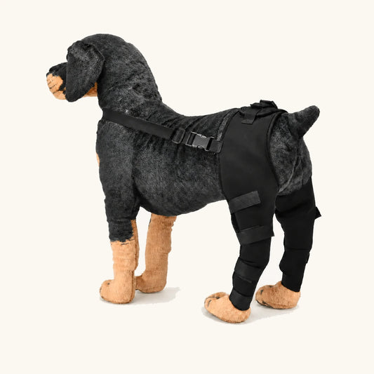 ProCare dog leg brace fitted on a standing dog