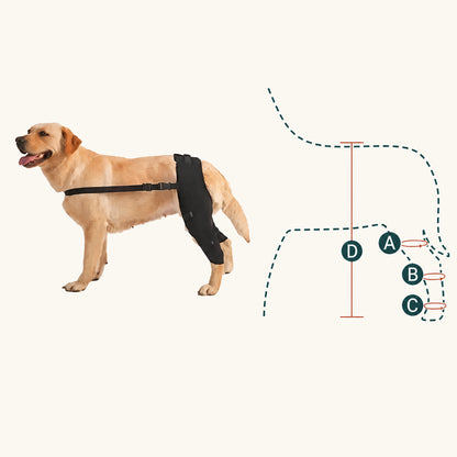 Puntos de medición para la férula de pata de perro: espalda, pecho, cuello y altura