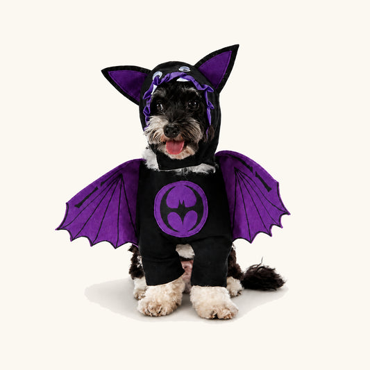 Small dog wearing the purple bat-wing Halloween costume