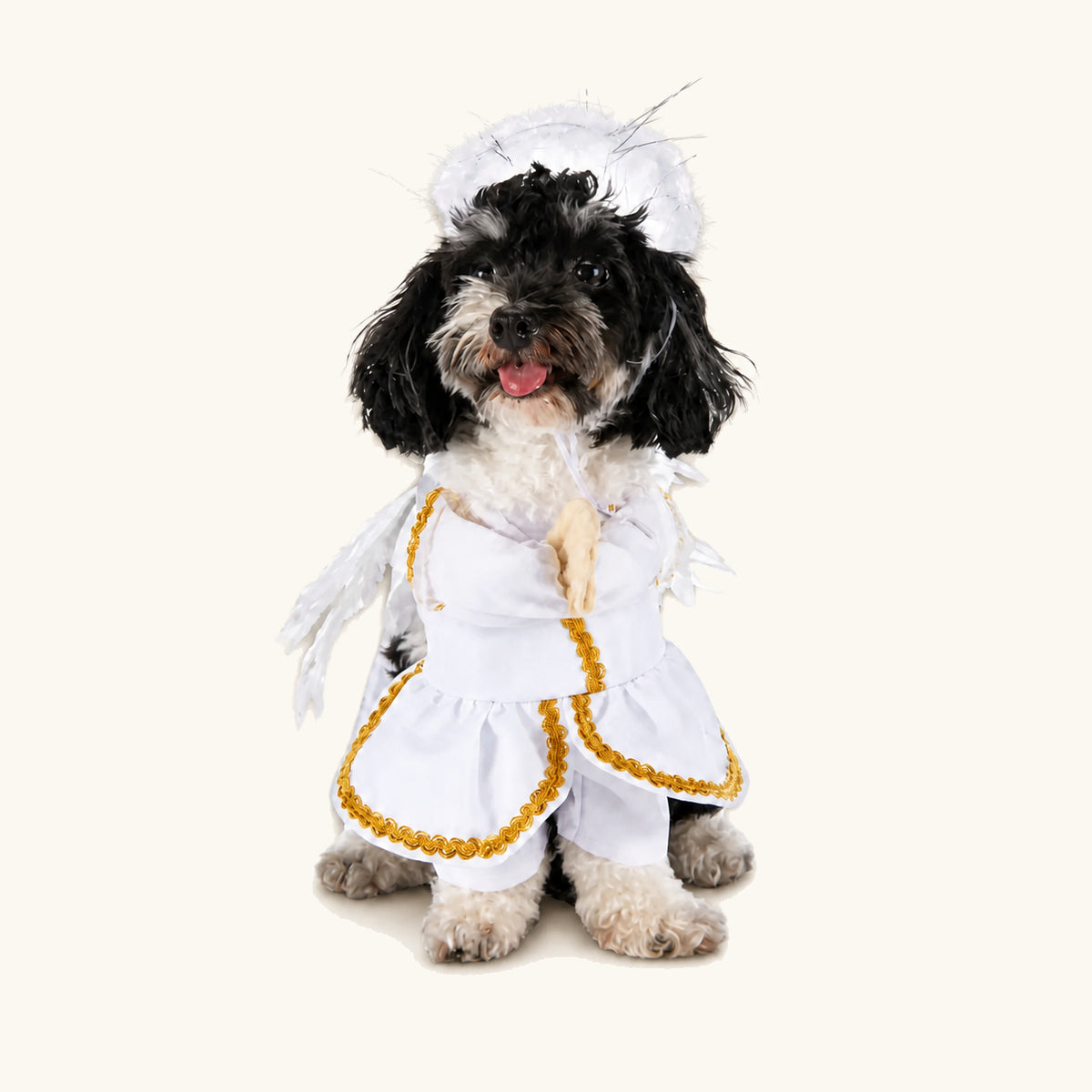 Petit chien portant un costume d’Halloween d’ange blanc pour animaux