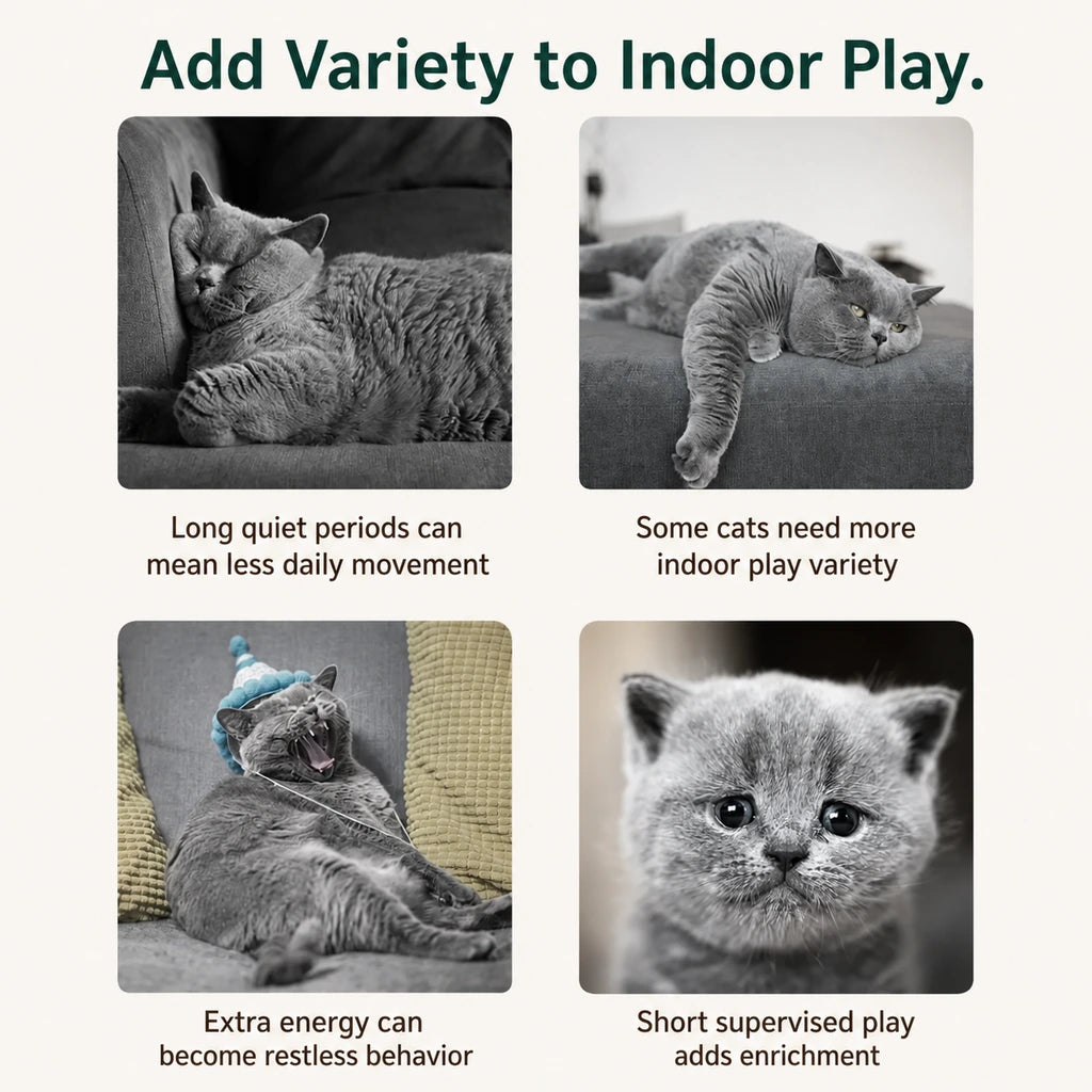 Four-panel guide to adding variety to supervised indoor cat play