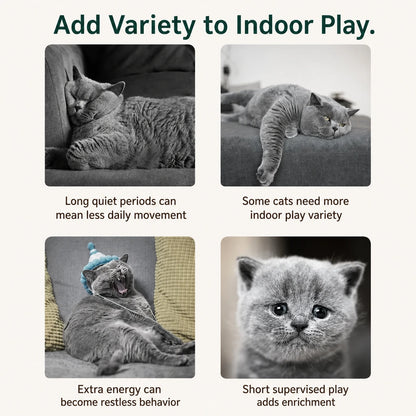 Four-panel guide to adding variety to supervised indoor cat play
